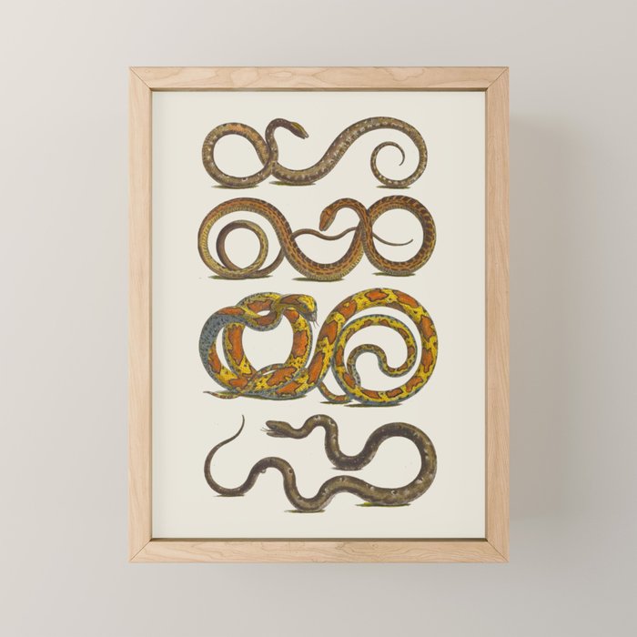 Albertus Seba Snakes Illustration  Mini Art Print Gallery Image 1