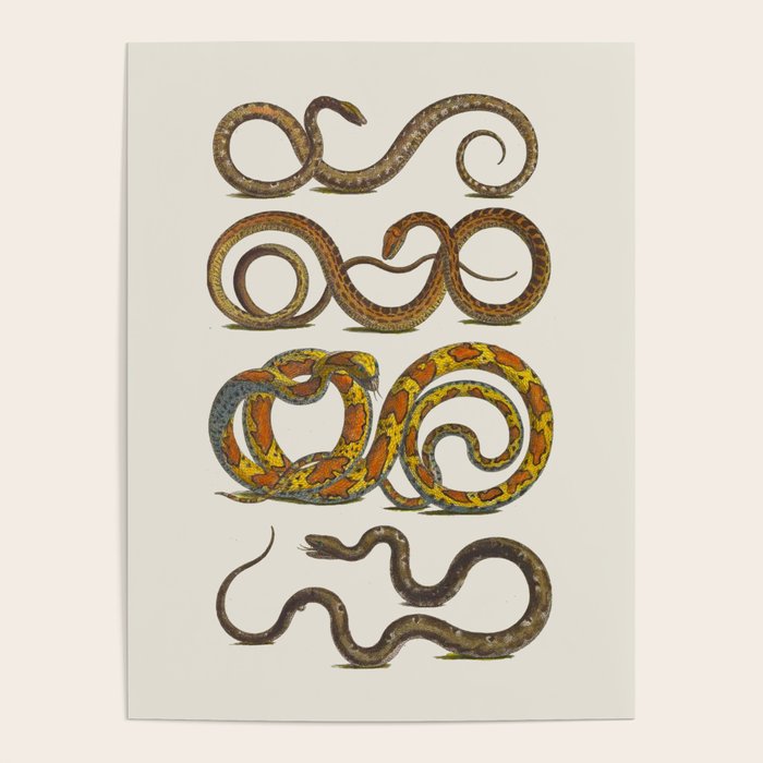 Albertus Seba Snakes Illustration  Poster Gallery Image 1