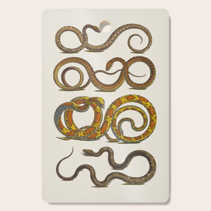Albertus Seba Snakes Illustration  Cutting Board Gallery Image 1