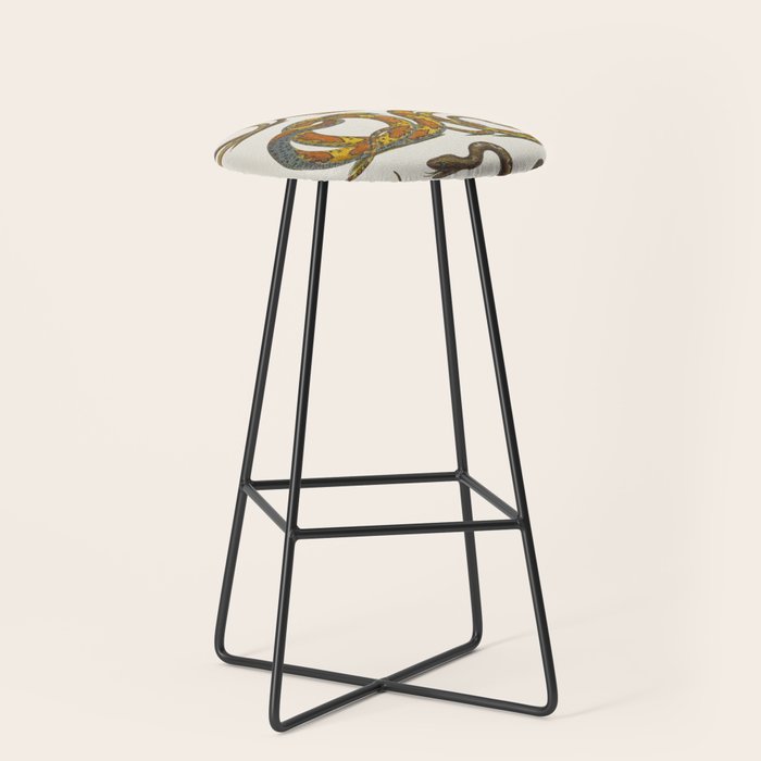 Albertus Seba Snakes Illustration  Stool Gallery Image 1