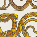 Albertus Seba Snakes Illustration  Coffee Mug Gallery Image 2