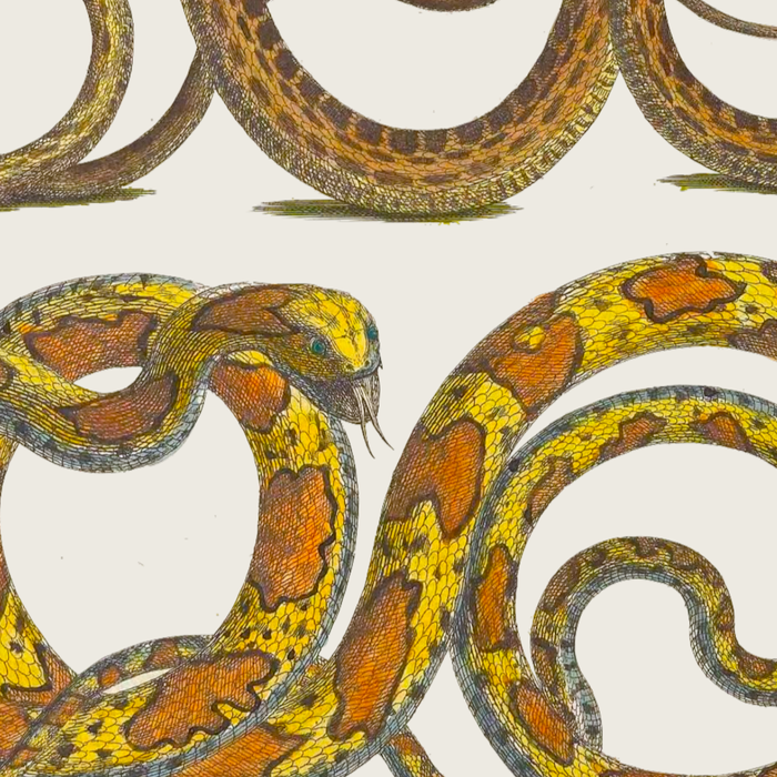 Albertus Seba Snakes Illustration  Coffee Mug Gallery Image 2