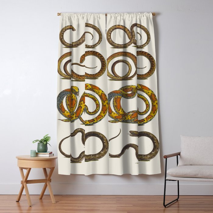 Albertus Seba Snakes Illustration  Window Curtain Gallery Image 5