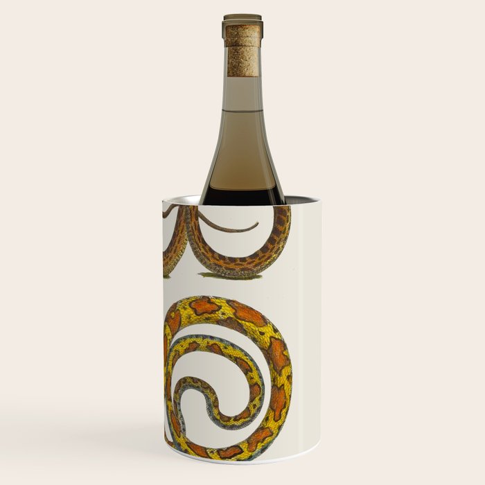 Albertus Seba Snakes Illustration  Wine Chiller Gallery Image 3
