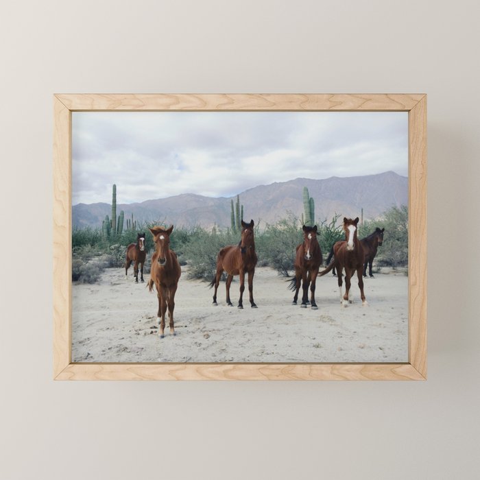 Bahía de los Ángeles Wild Horses Mini Art Print Gallery Image 1