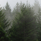 Foggy Trees Pacific Northwest Coffee Mug Gallery Image 2