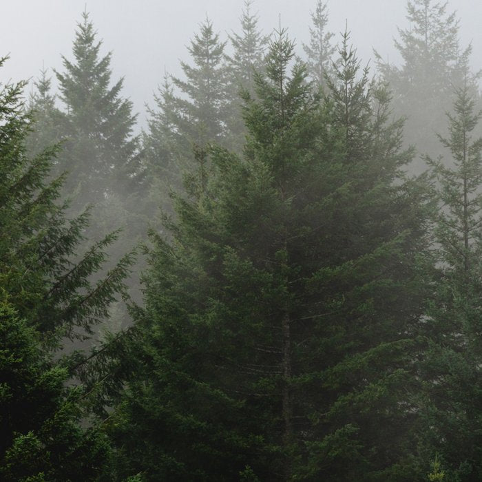 Foggy Trees Pacific Northwest Coffee Mug Gallery Image 2