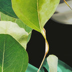 Abstract Botanical 4 Coffee Mug Gallery Image 2