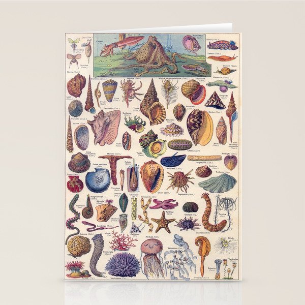 Adolphe Millot Mollusques Larousse Vintage Scientific Encyclopedia Illustration Lithograph Ocean  Stationery Card Gallery Image 2
