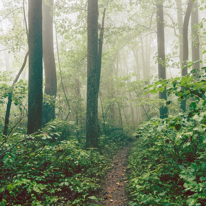 Smoky Mountain Forest Adventure - National Park Nature Photography Coffee Mug Gallery Image 2