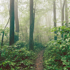 Smoky Mountain Forest Adventure - National Park Nature Photography Coffee Mug Gallery Image 2