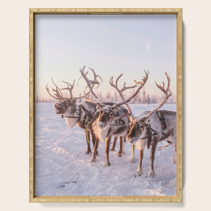 REINDEER PORTRAIT Serving Tray Gallery Image 1