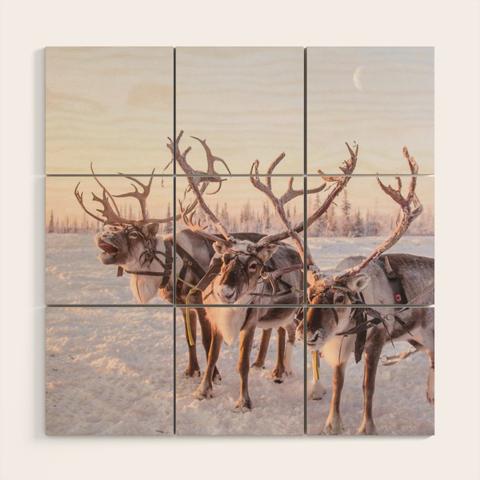 REINDEER PORTRAIT Wood Wall Art Gallery Image 1