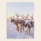 REINDEER PORTRAIT Poster Gallery Image 4