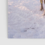 REINDEER PORTRAIT Poster Gallery Image 3