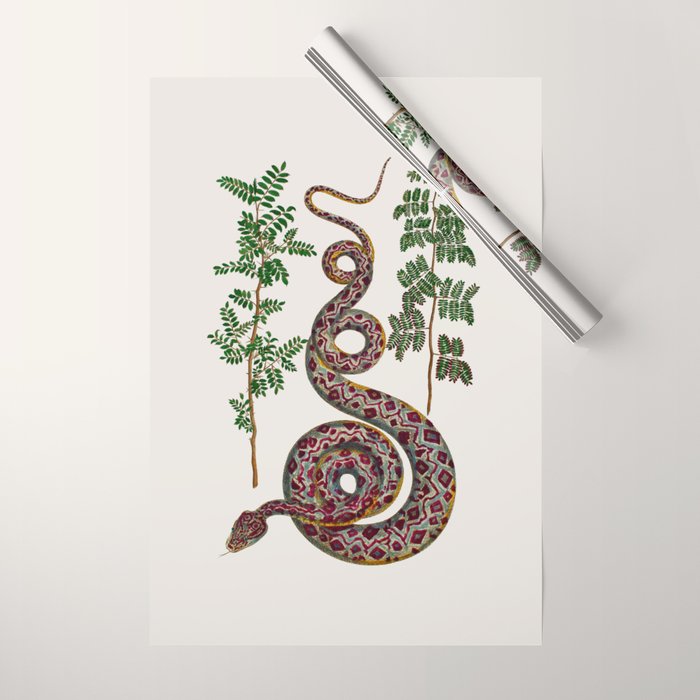 Mimosa Snake Seba Albertus Wrapping Paper Gallery Image 1