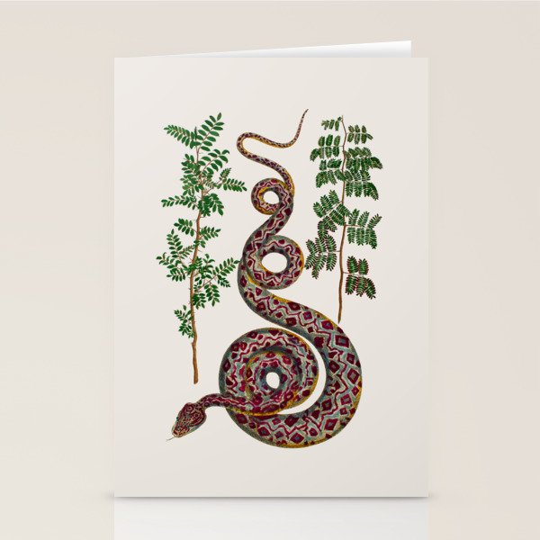 Mimosa Snake Seba Albertus Stationery Card Gallery Image 2