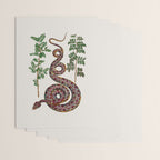 Mimosa Snake Seba Albertus Wrapping Paper Gallery Image 3