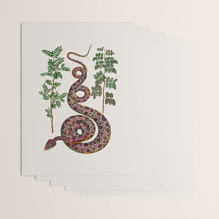 Mimosa Snake Seba Albertus Wrapping Paper Gallery Image 3