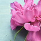 Happy Peony spring still life flower photography Coffee Mug Gallery Image 2