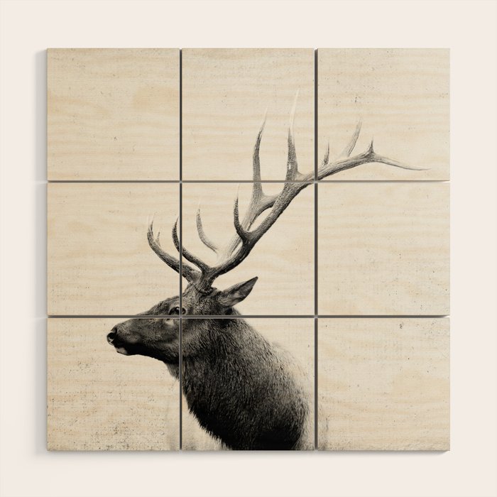 Bull Elk  Black and White Wildlife Photography Wood Wall Art Gallery Image 1