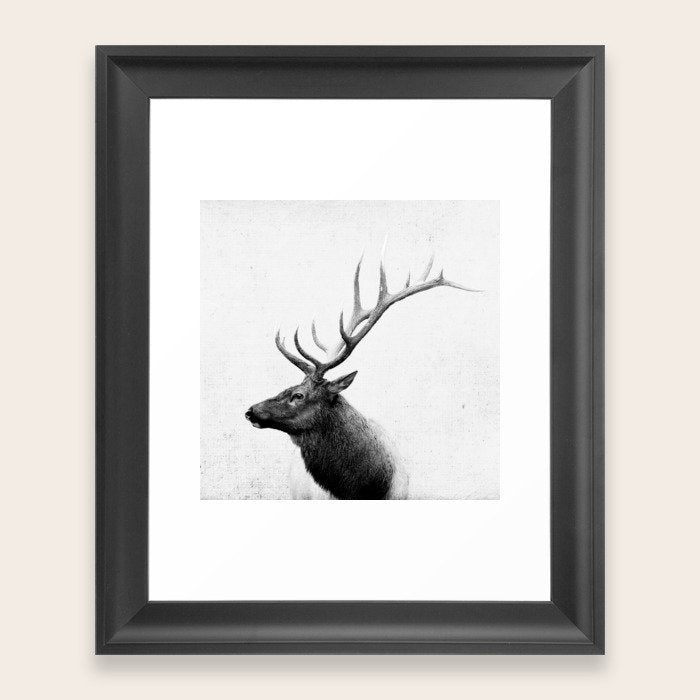 Bull Elk  Black and White Wildlife Photography Scoop Framing