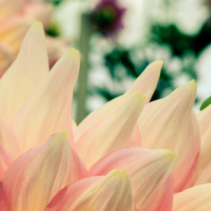 Joyful Noise - Modern Botanical Photograph Coffee Mug Gallery Image 2