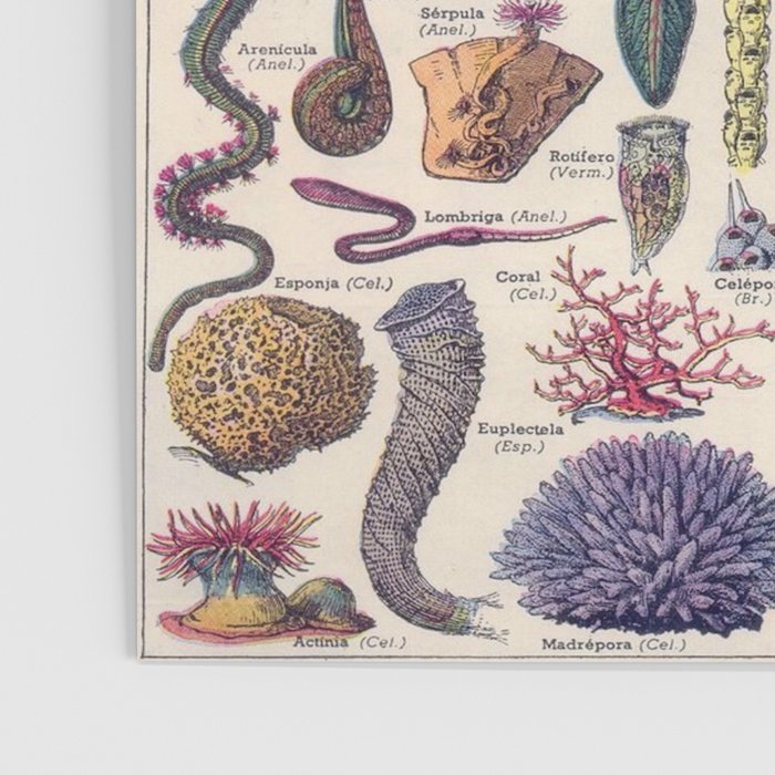 Adolphe Millot Mollusques Larousse Vintage Scientific Encyclopedia Illustration Lithograph Ocean  Poster Gallery Image 3
