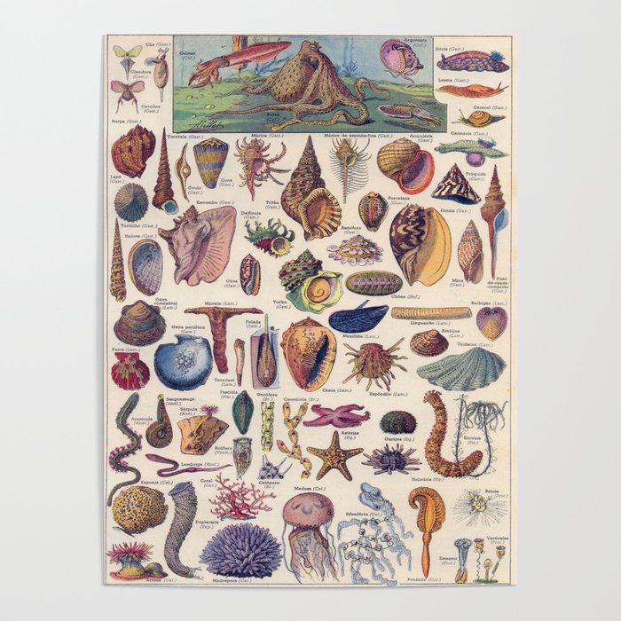 Adolphe Millot Mollusques Larousse Vintage Scientific Encyclopedia Illustration Lithograph Ocean  Poster Gallery Image 1