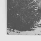 Cholla Cactus Garden (Black + White) Poster Gallery Image 3