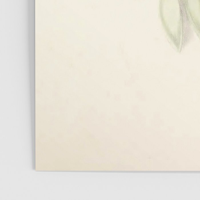  Cactus by Clarissa Munger Badger, 1866 (benefitting The Nature Conservancy) Poster Gallery Image 3