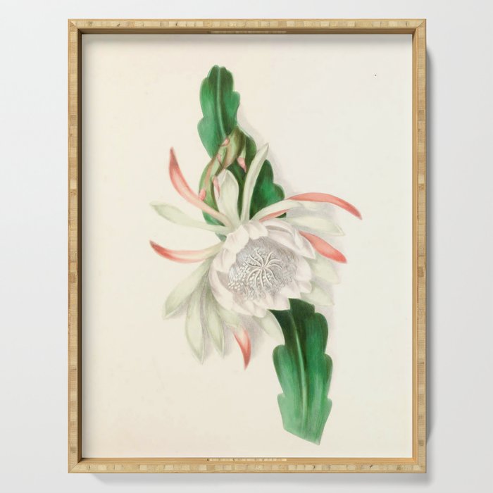  Cactus by Clarissa Munger Badger, 1866 (benefitting The Nature Conservancy) Serving Tray Gallery Image 1