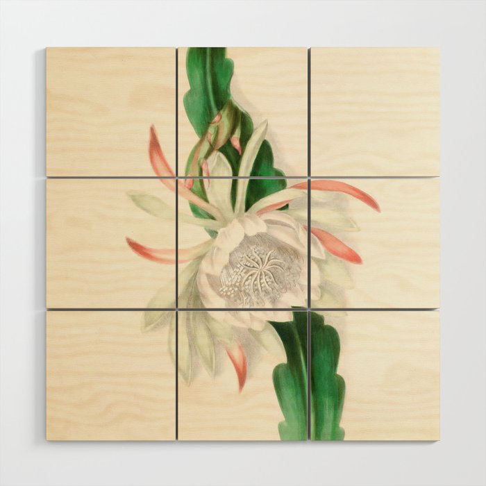  Cactus by Clarissa Munger Badger, 1866 (benefitting The Nature Conservancy) Wood Wall Art Gallery Image 1