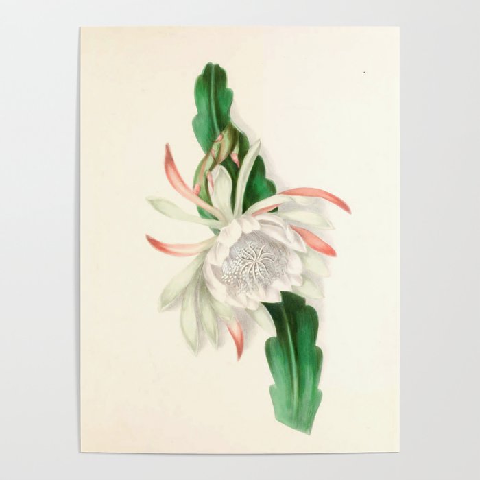  Cactus by Clarissa Munger Badger, 1866 (benefitting The Nature Conservancy) Poster Gallery Image 4