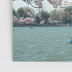 Washington DC Cherry Blossoms II Poster Gallery Image 3