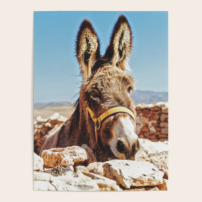 Donkey photo Poster Gallery Image 4