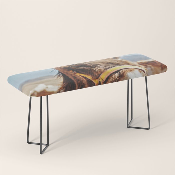 Donkey photo Bench Gallery Image 1