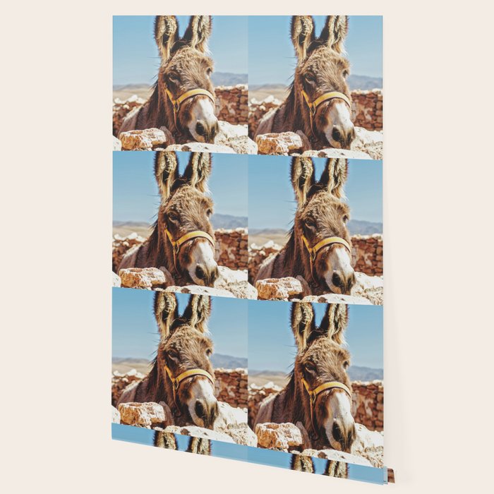 Donkey photo Wallpaper Gallery Image 2