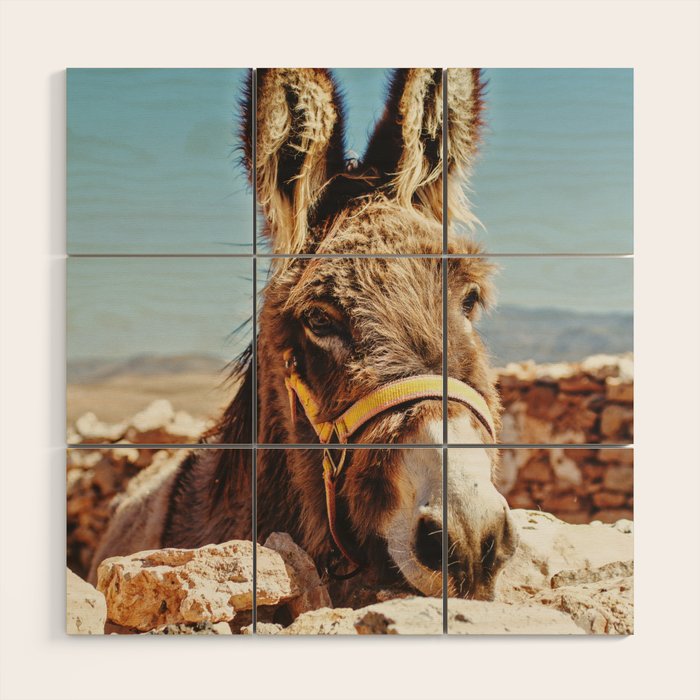 Donkey photo Wood Wall Art Gallery Image 1