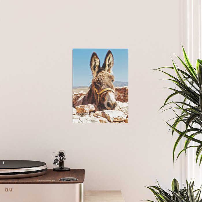 Donkey photo Poster Gallery Image 2