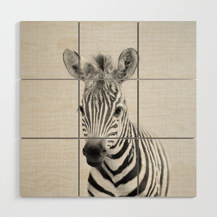 Baby Zebra - Black & White Wood Wall Art Gallery Image 1