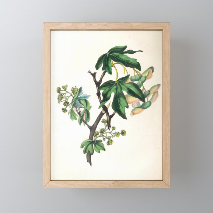 The Common Maple, from "The Spirit of the Woods," 1849 (benefiting the Arbor Day Foundation) Mini Art Print Gallery Image 1