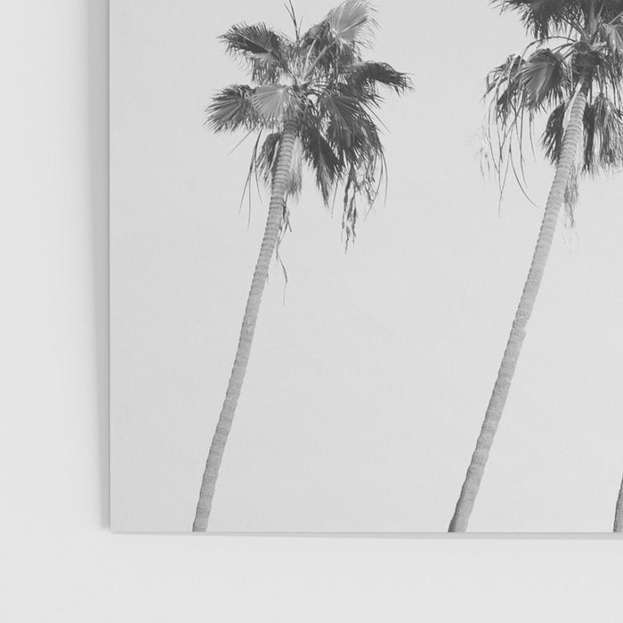 Black & White Palm Trees, Beach Palms Poster Gallery Image 3