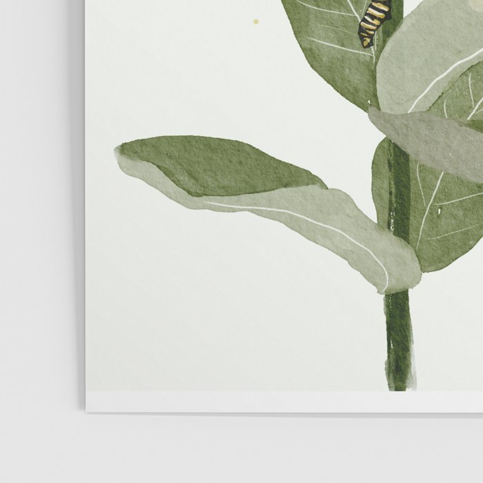 Monarch's Milkweeds Poster Gallery Image 3
