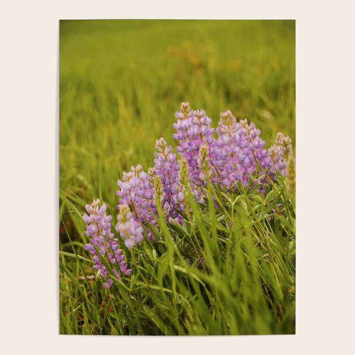 Wyoming Lupine II Poster Gallery Image 1