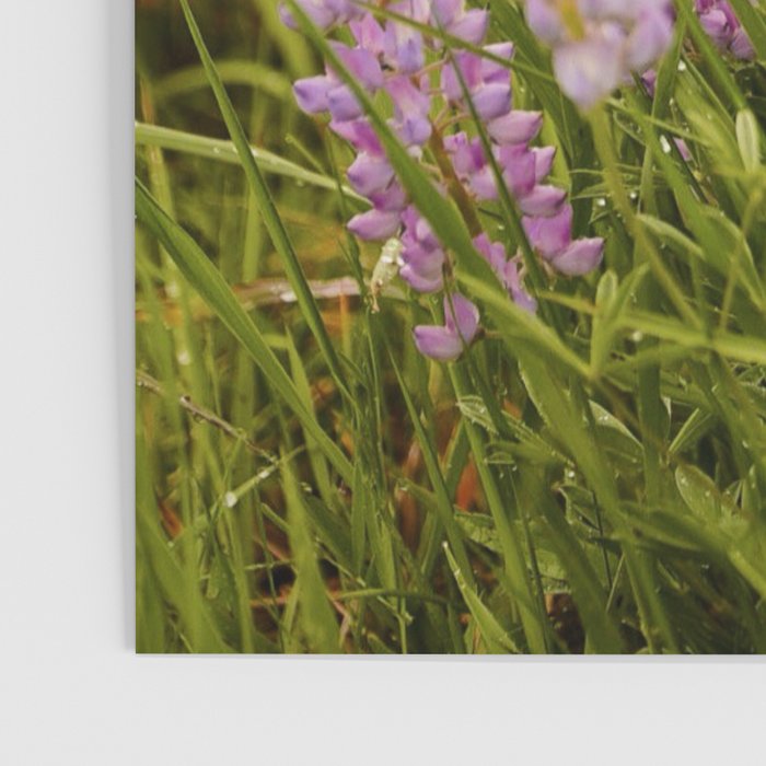 Wyoming Lupine II Poster Gallery Image 3