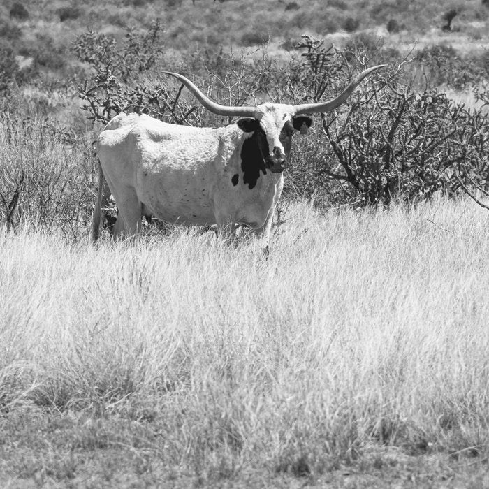 West Texas Longhorn Photography Coffee Mug Gallery Image 2