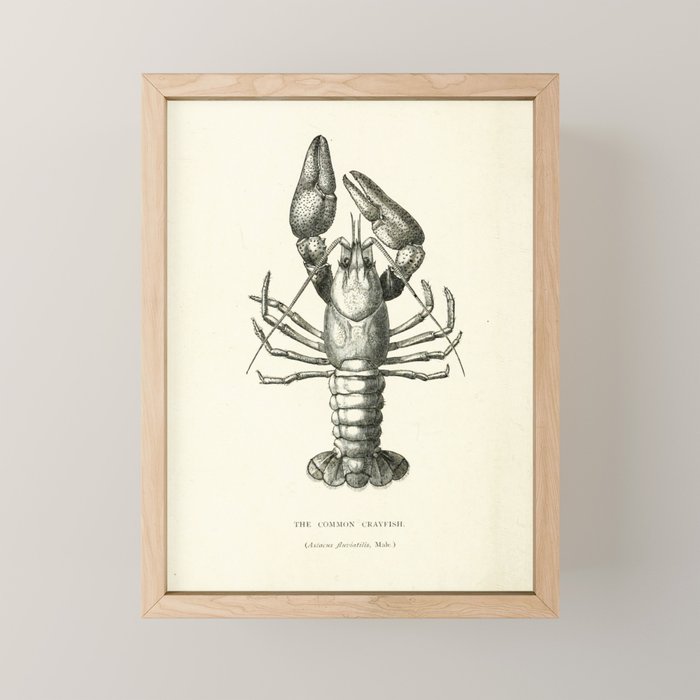 Crayfish (1895) Mini Art Print Gallery Image 1