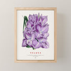 Gladiolus Japanese Botanical Chart Mini Art Print Gallery Image 1