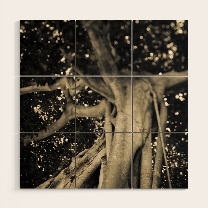 Banyan Tree II - Black and White Wood Wall Art Gallery Image 1